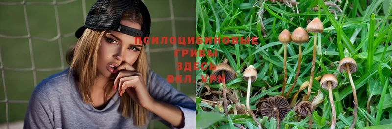 дарнет шоп  Белоярский  Псилоцибиновые грибы Magic Shrooms 